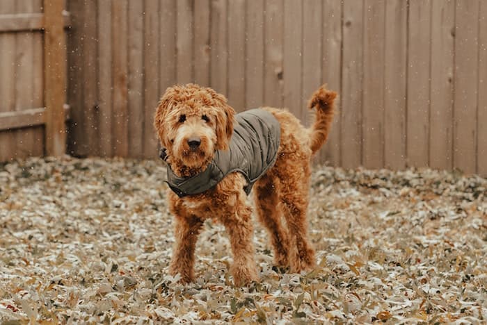 goldendoodle in yard