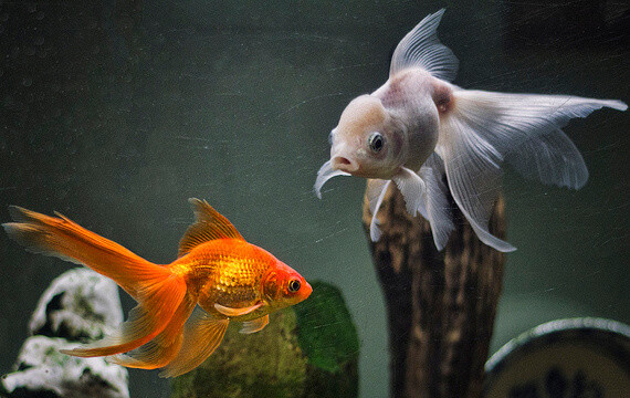 goldfish aquarium setup