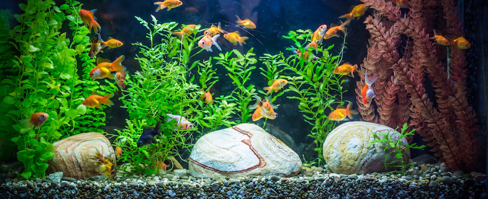 How to Take Care of a Goldfish in an Aquarium Tank