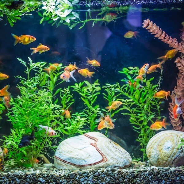 Goldfish Aquarium