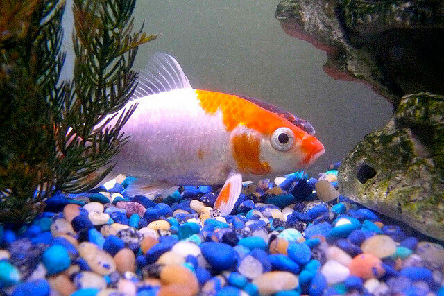 Goldfish Gravel Substrate