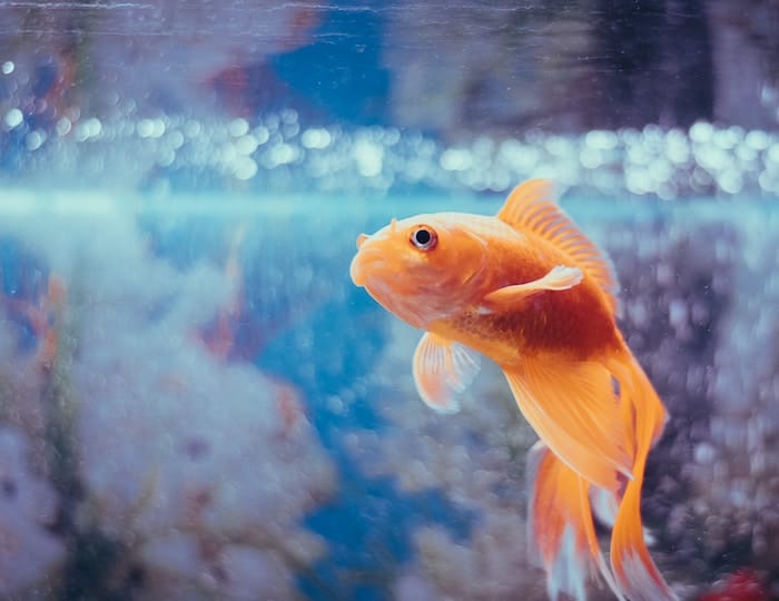 Goldfish in a tank