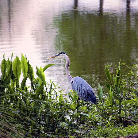 Great Blue Heron