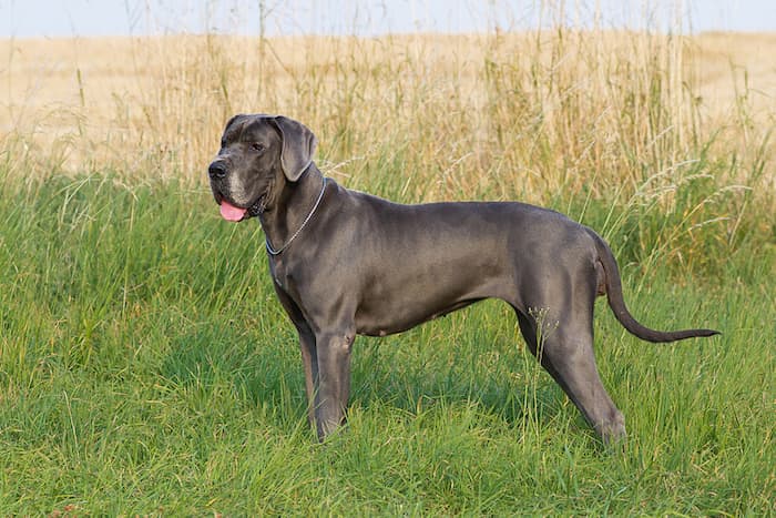 great dane