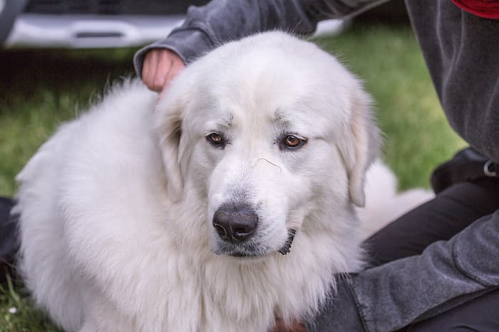 Great Pyrenees