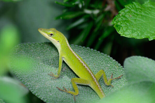 Small Green Anole