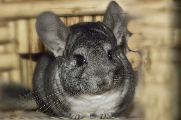 Grey Chinchilla