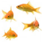 group of common goldfish