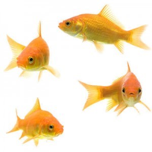 group of common goldfish