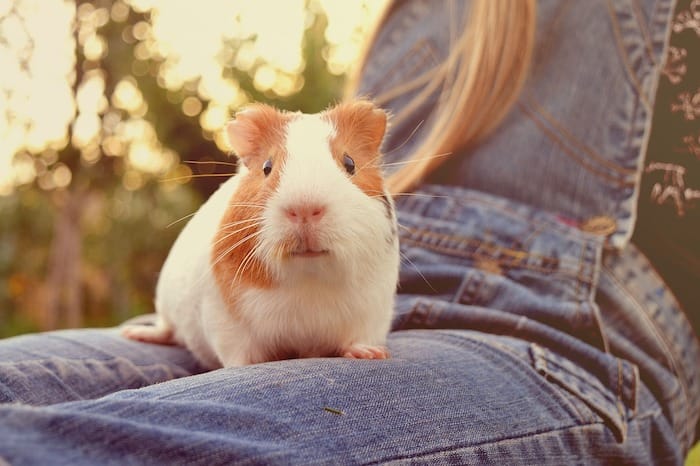 guinea pig on person's lap