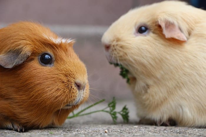 two guinea pigs