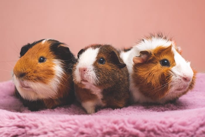 three guinea pigs