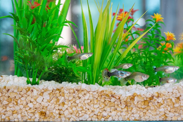 guppies