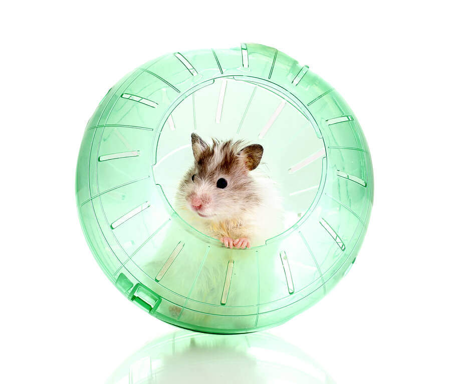 Cute hamster popping out of green ball isolated white