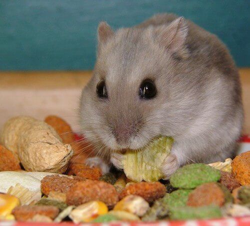 What do hamsters love to eat?