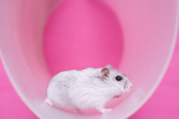 hamster on a wheel