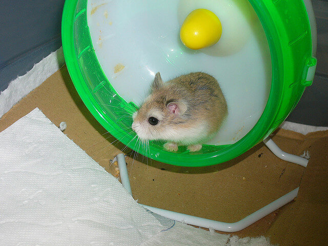 hamster-wheel