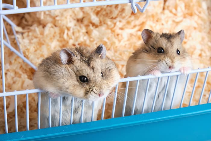 two hamster in a cage