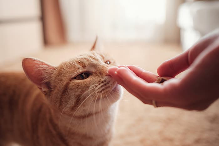 hand feeding a cat