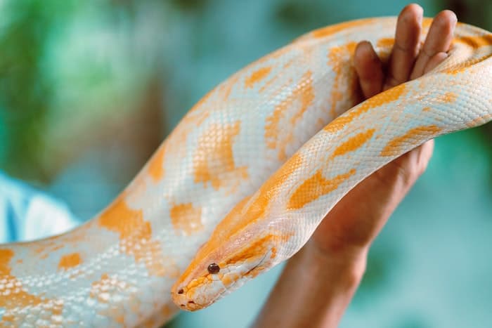 holding a python
