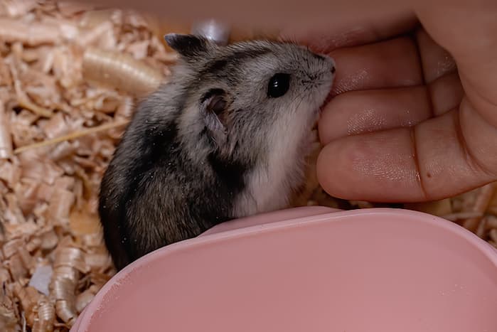 touching a hamster in a cage