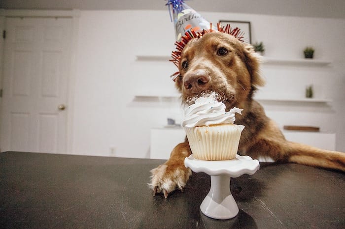 dog eating cupcake for birthday