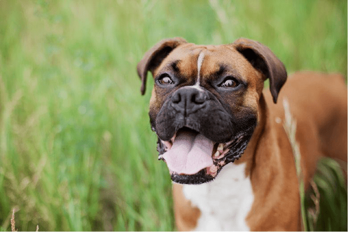 happy boxer dog