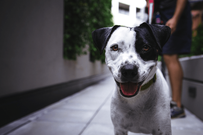 Happy Dog