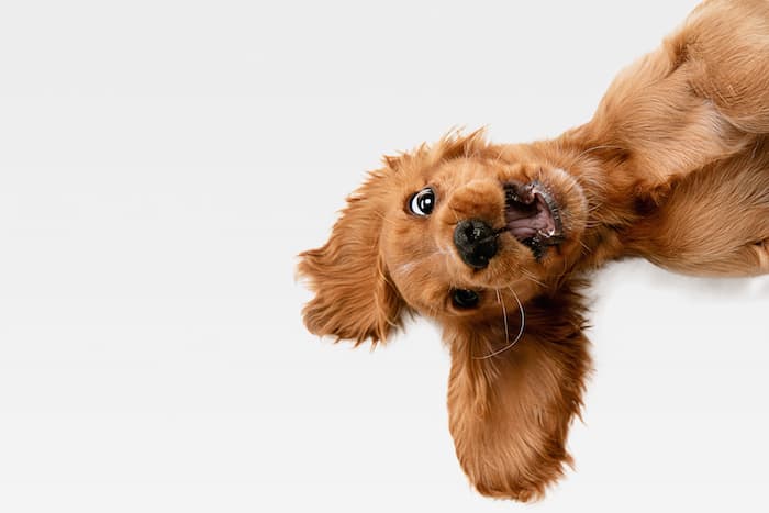 Happy Puppy Dog