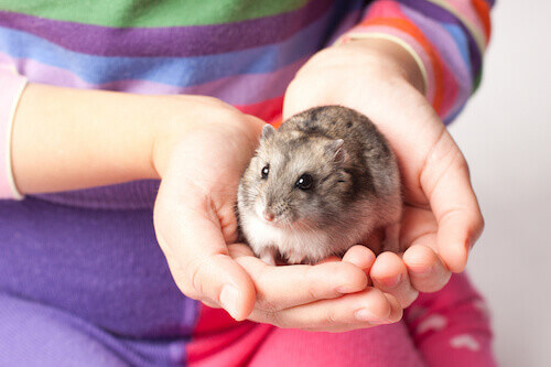 pet hamster