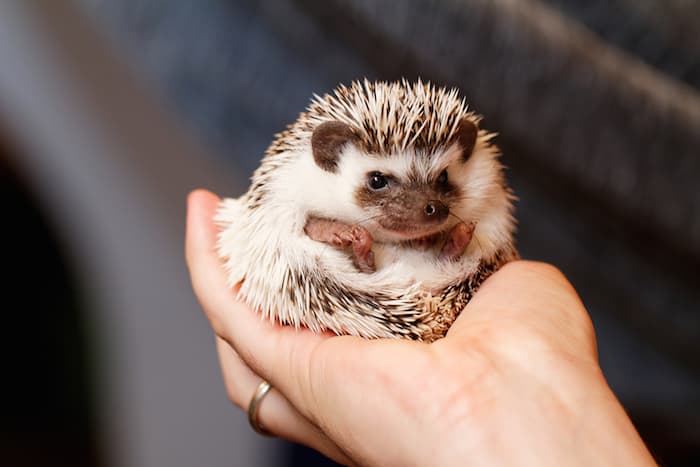 hedgehog in hands