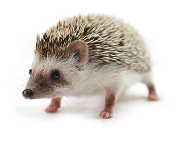 Hedgehog walking