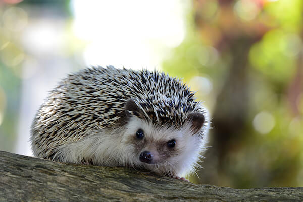 hedgehogs are not related to porcupines