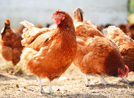 Hens on a Range