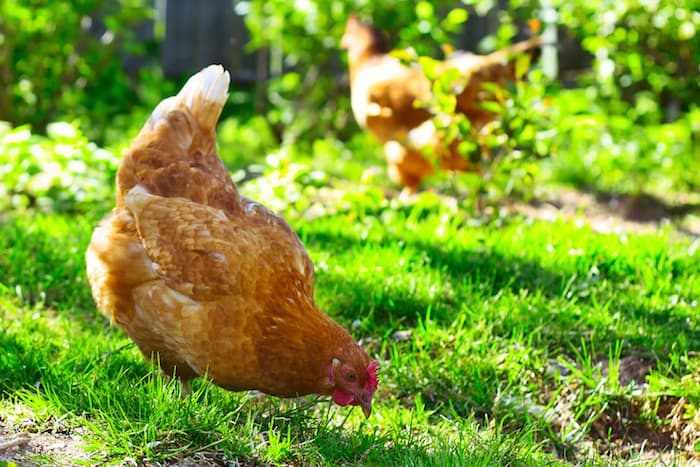 hens in grass