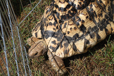 hermanns-tortoise