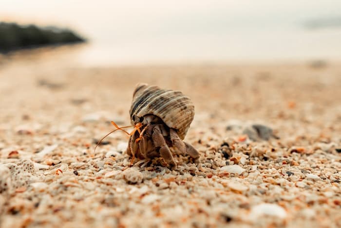 hermit crab