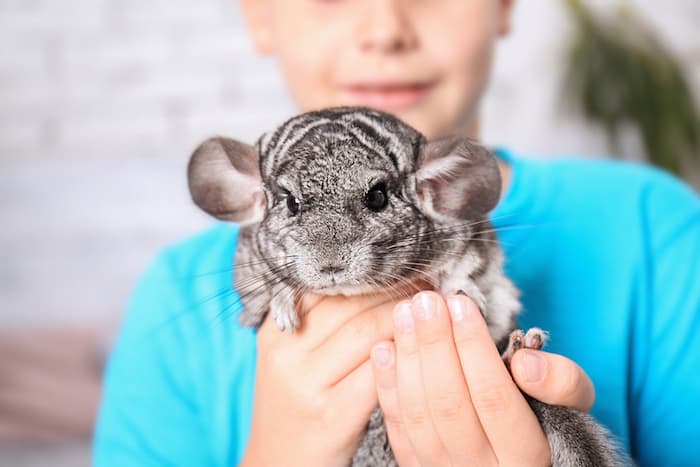 holding a chinchilla