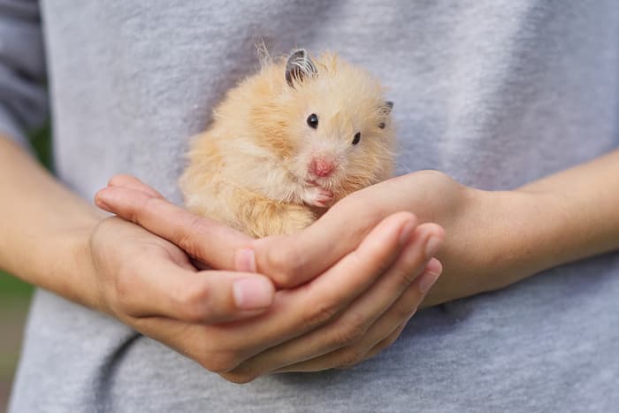 holding a golden fluffy hamster