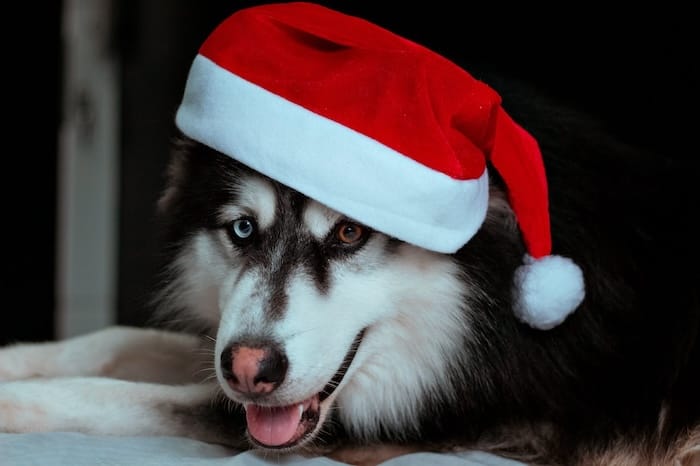 husky with santa hat on