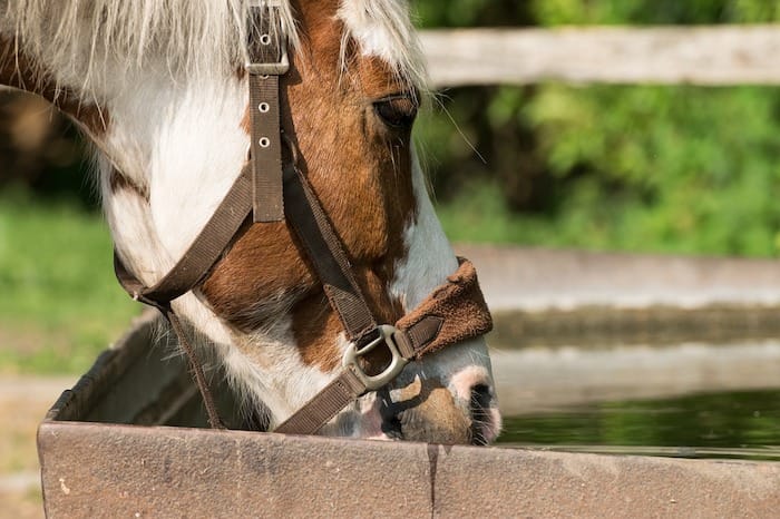 Horse drinking from a water trough