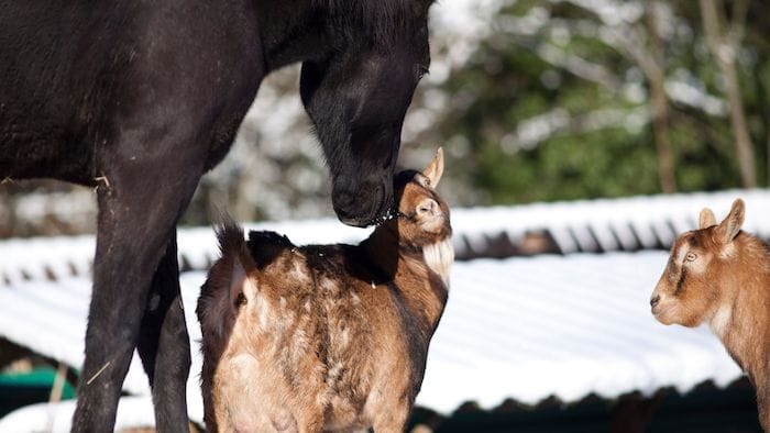 horse with goat companion