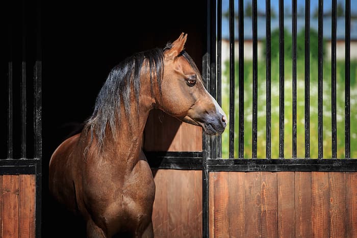 horse in stable