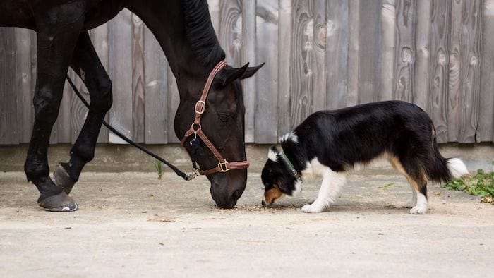 Dog with Horse