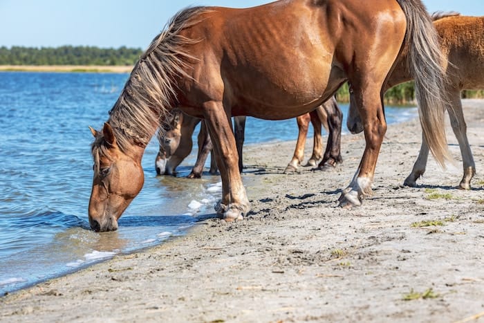 brown horses drinking water