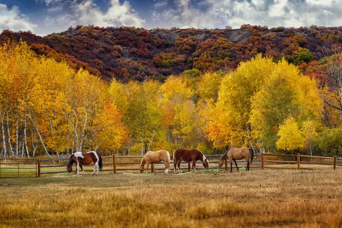 horses in a field with trees and mountain in background