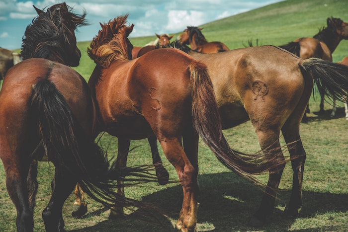 horses standing on field