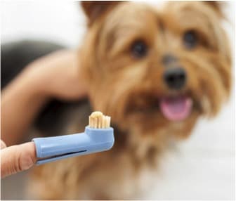 dog getting teeth brushed
