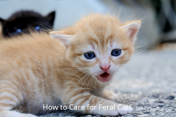 How to Care for Feral Cats
