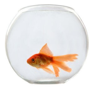 size of a goldfish bowl
